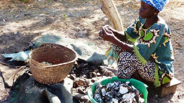Valorisation de l’exploitation de l’huître au Sénégal : Les acteurs à la recherche de solutions - investactu.com