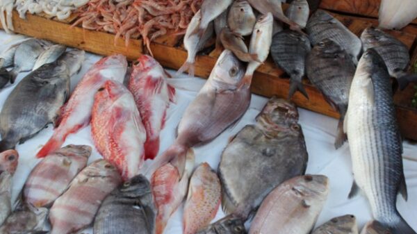 Ziguinchor : La FAO aide à réhabiliter la plateforme de transformation de poisson de Fanda - investactu.com