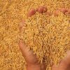 Afrique subsaharienne : les achats de riz paddy attendus à un niveau record de 20 millions de tonnes en 2022 - investactu.com