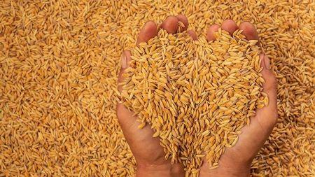 Afrique subsaharienne : les achats de riz paddy attendus à un niveau record de 20 millions de tonnes en 2022 - investactu.com