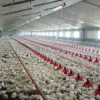 A moins de deux mois de la korité : les aviculteurs se bousculent chez les vendeurs de poussins - investactu.com