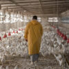 Crise dans le secteur avicole : Le début de la faim – Les éleveurs dénoncent une rétention des aliments par les commerçants - investactu.com