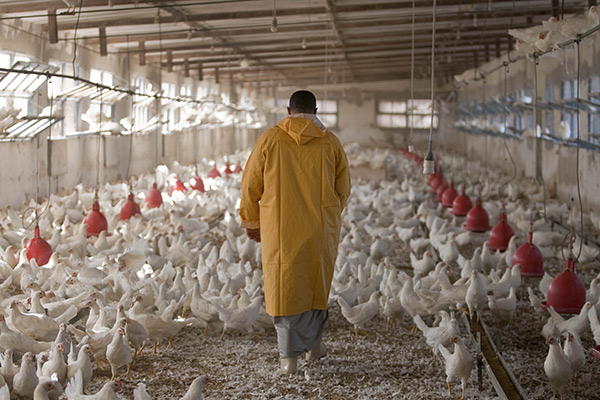 Crise dans le secteur avicole : Le début de la faim – Les éleveurs dénoncent une rétention des aliments par les commerçants - investactu.com
