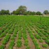 Investissement dans l’agriculture, la jeunesse, l’emploi… Plus de 500 milliards du Fonds vert pour le Sénégal - investactu.com