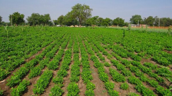 Investissement dans l’agriculture, la jeunesse, l’emploi… Plus de 500 milliards du Fonds vert pour le Sénégal - investactu.com