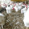 Afrique : les importations de viande de volaille pourraient grimper de 22,3 % entre 2023 et 2031 (USDA) - investactu.com