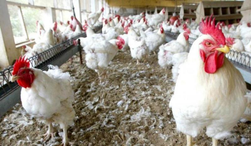 Afrique : les importations de viande de volaille pourraient grimper de 22,3 % entre 2023 et 2031 (USDA) - investactu.com