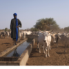 projet d'appui au  pastoralisme: 45 milliards de FCFA pour la région de Tambacounda - investactu.com