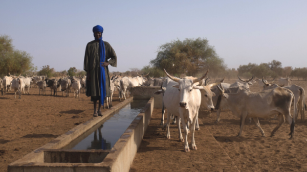 projet d'appui au  pastoralisme: 45 milliards de FCFA pour la région de Tambacounda - investactu.com