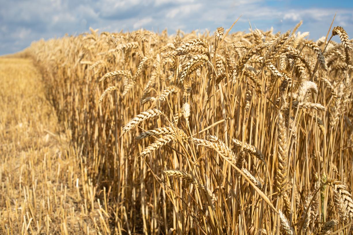 Hausse des cours mondiaux du blé : L’Isra homologue 8 variétés cultivables au Sénégal   - investactu.com