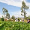 Productions agricoles efficaces et en garantissant le respect de l’environnement : Un rapport mondial explique la capacité transformatrice de l'agroécologie au Kenya, en Ouganda et au Sénégal - investactu.com