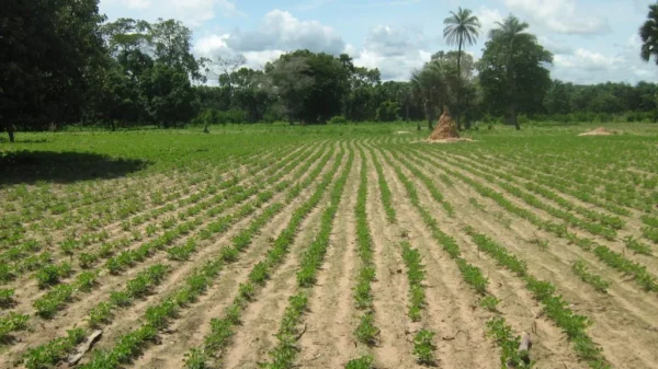 Une Agroéconomiste décortique Le Système Agricole Sénégalais - investactu.com