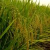 Agriculture moderne au Sénégal : Cmgp et Delta Irrigation se rapprochent   - investactu.com