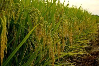 Agriculture moderne au Sénégal : Cmgp et Delta Irrigation se rapprochent   - investactu.com