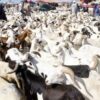 Approvisionnement du marché de Podor en moutons de Tabaski : Le constat du ministre de l’Elevage - investactu.com
