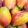Sénégal : les exportations de mangues ont atteint un niveau record de 19 000 tonnes en 2021 - investactu.com