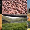 Uemoa : Augmentation des prix des principales matières premières exportées en juin 2022 - investactu.com
