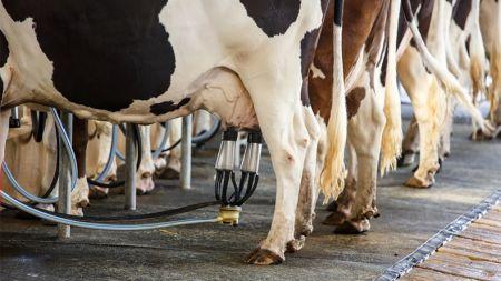 Amélioration de la productivité laitière : « la production nationale de lait est passé de 6 % en 2012 à 9% en 2022 »(ANIPL) - investactu.com