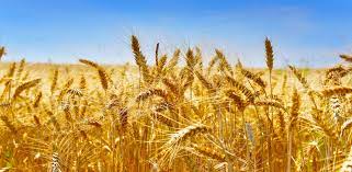 Le Sénégal veut se lancer dans la production de blé à partir de novembre prochain - investactu.com
