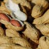 la Sonacos n’a collecté que 22 800 tonnes d’arachides 5 mois après le lancement de la campagne - investactu.com