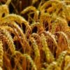 Mauritanie : le gouvernement annonce la réussite du premier essai de culture du blé - investactu.com