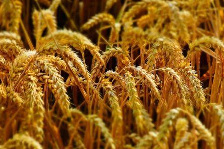 Mauritanie : le gouvernement annonce la réussite du premier essai de culture du blé - investactu.com